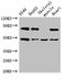 Ankyrin Repeat And SOCS Box Containing 4 antibody, orb52306, Biorbyt, Western Blot image 