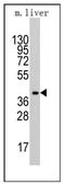 Aldolase, Fructose-Bisphosphate A antibody, AP12350PU-N, Origene, Western Blot image 