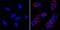SSEA4 antibody, MA1-021-D650, Invitrogen Antibodies, Immunofluorescence image 