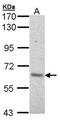 A-Raf Proto-Oncogene, Serine/Threonine Kinase antibody, NBP1-33067, Novus Biologicals, Western Blot image 