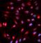 HAP1 antibody, FNab00479, FineTest, Immunofluorescence image 