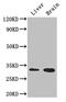 CD37 Molecule antibody, CSB-PA004928LA01HU, Cusabio, Western Blot image 