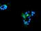 Ribonuclease/Angiogenin Inhibitor 1 antibody, NBP2-03254, Novus Biologicals, Immunocytochemistry image 