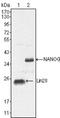Lin-28 Homolog A antibody, NBP1-28865, Novus Biologicals, Western Blot image 
