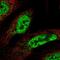 CWC15 Spliceosome Associated Protein Homolog antibody, NBP2-31977, Novus Biologicals, Immunofluorescence image 