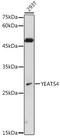 YEATS Domain Containing 4 antibody, GTX16452, GeneTex, Western Blot image 
