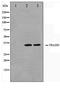 TNFRSF1A Associated Via Death Domain antibody, TA347499, Origene, Western Blot image 