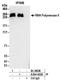 RNA Polymerase II antibody, A304-405A, Bethyl Labs, Immunoprecipitation image 