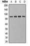 Cadherin 22 antibody, LS-C368572, Lifespan Biosciences, Western Blot image 