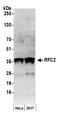 Replication Factor C Subunit 2 antibody, NB100-231, Novus Biologicals, Western Blot image 