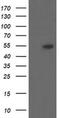 Diphthamide Biosynthesis 2 antibody, MA5-25995, Invitrogen Antibodies, Western Blot image 
