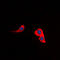 Cholecystokinin receptor type A antibody, LS-C368580, Lifespan Biosciences, Immunofluorescence image 