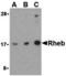 Ras Homolog, MTORC1 Binding antibody, A00827-1, Boster Biological Technology, Western Blot image 