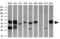 SH3 Domain Containing GRB2 Like 1, Endophilin A2 antibody, GTX83658, GeneTex, Western Blot image 