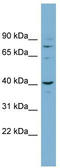 Protein CASC3 antibody, TA334421, Origene, Western Blot image 