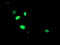 Sirtuin 6 antibody, TA503670, Origene, Immunofluorescence image 