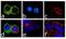 C-C Motif Chemokine Receptor 3 antibody, 711263, Invitrogen Antibodies, Immunofluorescence image 