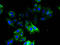 Ornithine Decarboxylase 1 antibody, A52669-100, Epigentek, Immunofluorescence image 