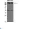 Cytoplasmic FMR1 Interacting Protein 2 antibody, LS-C813303, Lifespan Biosciences, Western Blot image 