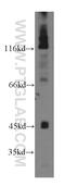 Allantoicase antibody, 13480-1-AP, Proteintech Group, Western Blot image 