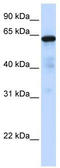 Forkhead Box N4 antibody, TA342521, Origene, Western Blot image 
