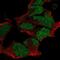 POU Class 3 Homeobox 2 antibody, NBP2-55453, Novus Biologicals, Immunofluorescence image 