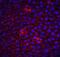 CASP8 And FADD Like Apoptosis Regulator antibody, A01295-2, Boster Biological Technology, Immunofluorescence image 