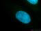 Serine/arginine-rich splicing factor 7 antibody, 11044-1-AP, Proteintech Group, Immunofluorescence image 