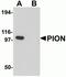 Gamma-Secretase Activating Protein antibody, NBP2-81894, Novus Biologicals, Western Blot image 