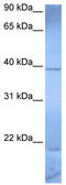Zinc Finger Protein 121 antibody, TA342122, Origene, Western Blot image 
