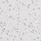 Zinc finger protein 143 antibody, PA5-51877, Invitrogen Antibodies, Immunohistochemistry frozen image 