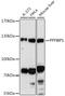 PPFIA Binding Protein 1 antibody, 16-614, ProSci, Western Blot image 