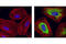 Ribosomal Protein S6 antibody, 4858S, Cell Signaling Technology, Immunocytochemistry image 
