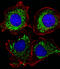 Adenylate kinase isoenzyme 4, mitochondrial antibody, MBS9201133, MyBioSource, Immunofluorescence image 