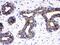 Cell Division Cycle 6 antibody, PA5-79022, Invitrogen Antibodies, Immunohistochemistry frozen image 