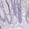 Proline Rich 27 antibody, HPA036150, Atlas Antibodies, Immunohistochemistry paraffin image 