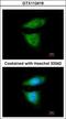 Cytoplasmic dynein 1 intermediate chain 2 antibody, GTX112419, GeneTex, Immunocytochemistry image 
