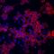 C-C Motif Chemokine Receptor Like 2 antibody, MAB5519, R&D Systems, Immunofluorescence image 