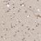 Dynein Light Chain Tctex-Type 3 antibody, NBP1-80698, Novus Biologicals, Immunohistochemistry frozen image 