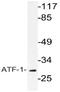 Cyclic AMP-dependent transcription factor ATF-1 antibody, AP21087PU-N, Origene, Western Blot image 