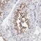 Fibrous sheath CABYR-binding protein antibody, HPA003546, Atlas Antibodies, Immunohistochemistry frozen image 