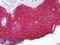 Keratin 10 antibody, LS-B6855, Lifespan Biosciences, Immunohistochemistry frozen image 