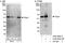 Pygopus homolog 1 antibody, A302-649A, Bethyl Labs, Immunoprecipitation image 
