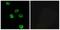 Latrophilin-2 antibody, A30833, Boster Biological Technology, Immunofluorescence image 