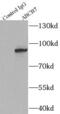 ATP Binding Cassette Subfamily B Member 7 antibody, FNab00033, FineTest, Immunoprecipitation image 