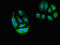 Engulfment And Cell Motility 2 antibody, CSB-PA836237LA01HU, Cusabio, Immunofluorescence image 