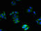 Neuronal membrane glycoprotein M6-b antibody, LS-C395573, Lifespan Biosciences, Immunofluorescence image 