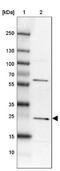 MIF4G domain-containing protein antibody, NBP2-30627, Novus Biologicals, Western Blot image 