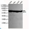 X-Ray Repair Cross Complementing 6 antibody, LS-C813029, Lifespan Biosciences, Western Blot image 