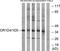 Olfactory Receptor Family 1 Subfamily D Member 5 antibody, TA314743, Origene, Western Blot image 